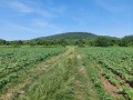 Продава ПАРЦЕЛ, област Велико Търново, гр. Лясковец • 52440 € • 48072178 — Holmes.bg