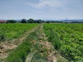 Продава ПАРЦЕЛ, област Велико Търново, гр. Лясковец • 52440 € • 48072178 — Holmes.bg