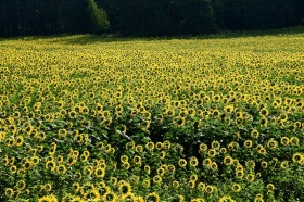 Land Prowadija, region Varna 3