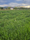 Продава ПАРЦЕЛ, с. Златитрап, област Пловдив, снимка 2