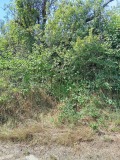 Продава ПАРЦЕЛ, с. Церова кория, област Велико Търново, снимка 2