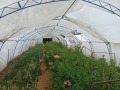 Продава КЪЩА, с. Басарбово, област Русе, снимка 9