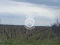 Продава  Парцел област Пловдив , с. Златитрап , 13699 кв.м | 11723598 - изображение [4]