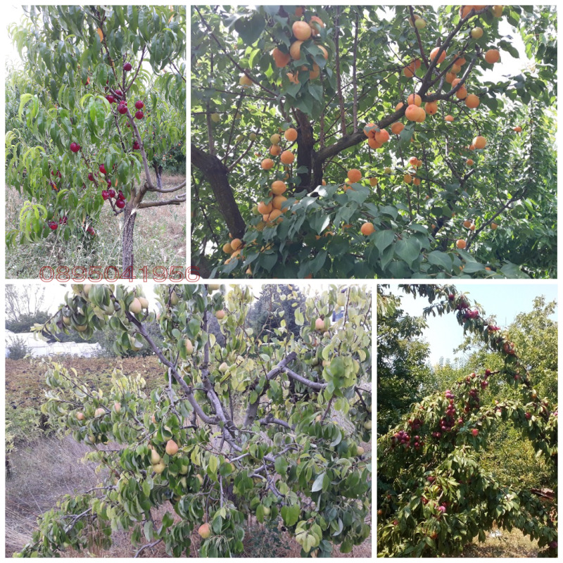 In vendita  Terra regione Varna , Pripek , 4.5 dka | 24187657 - Immagine [12]