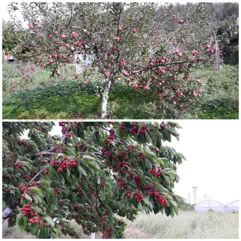In vendita  Terra regione Varna , Pripek , 4.5 dka | 24187657 - Immagine [17]