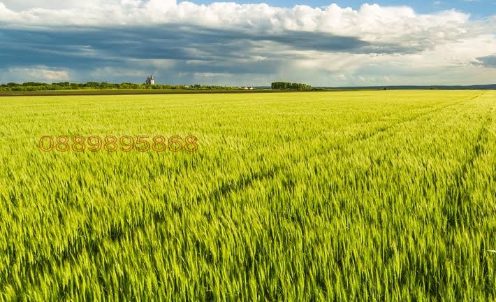 Продава ЗЕМЕДЕЛСКА ЗЕМЯ, с. Методиево, област Добрич