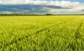 Продава  Земеделска земя област Добрич , с. Методиево , 15 дка | 42444666