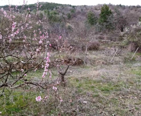 Продава парцел област Пловдив с. Бачково - [1] 