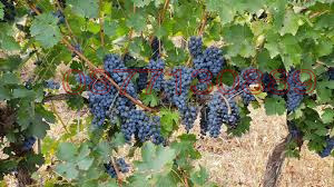 Продава ПАРЦЕЛ, гр. Добрич, м-т Газибаба, снимка 7 - Парцели - 52779641