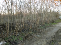 Продава ПАРЦЕЛ, с. Червенци, област Варна, снимка 2