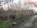 Продава ПАРЦЕЛ, с. Червенци, област Варна, снимка 3