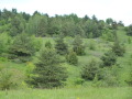 Продава ПАРЦЕЛ, гр. София, с. Плана, снимка 2