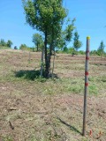 Продава ЗЕМЕДЕЛСКА ЗЕМЯ, с. Баня, област Бургас, снимка 2