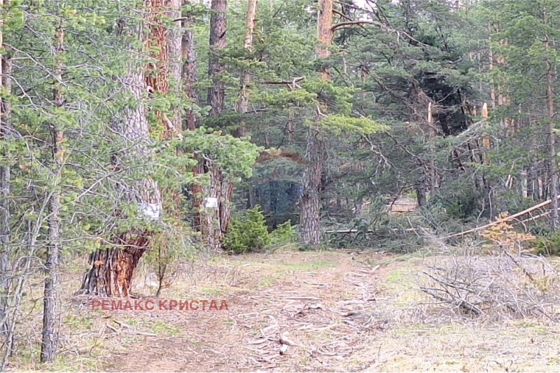 Продава ПАРЦЕЛ, гр. Батак, област Пазарджик, снимка 9 - Парцели - 53590286