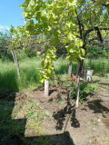 Продава КЪЩА, с. Баница, област Враца, снимка 16
