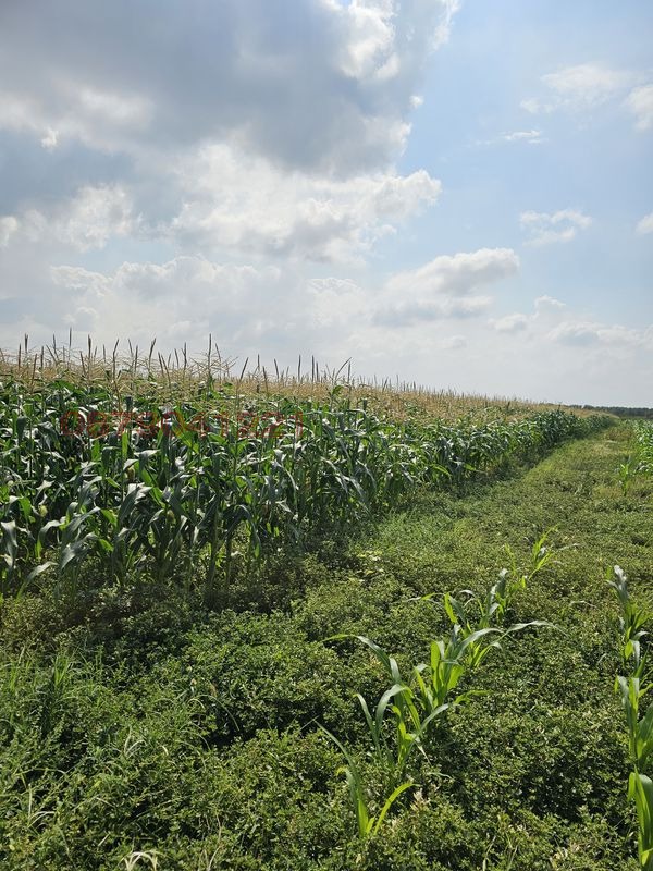 Продава ЗЕМЕДЕЛСКА ЗЕМЯ, с. Крислово, област Пловдив, снимка 4 - Земеделска земя - 53557156