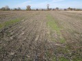 Продава ЗЕМЕДЕЛСКА ЗЕМЯ, с. Крислово, област Пловдив, снимка 10