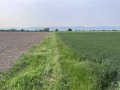 Продава ЗЕМЕДЕЛСКА ЗЕМЯ, с. Строево, област Пловдив, снимка 2