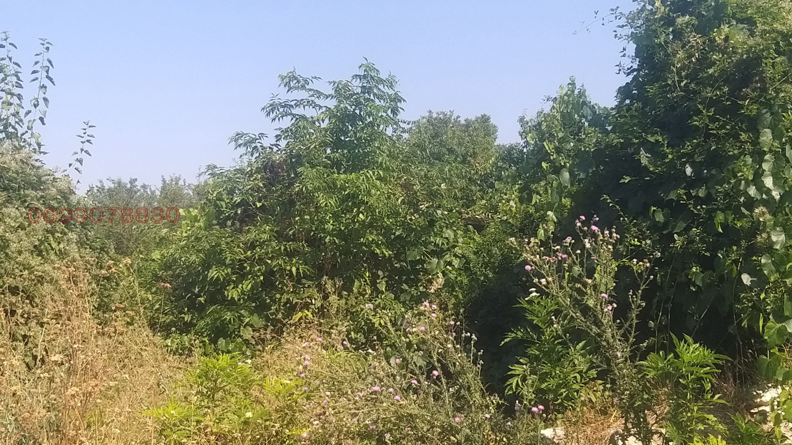 Продава ПАРЦЕЛ, с. Новосел, област Шумен, снимка 4 - Парцели - 55601453
