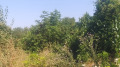 Продава ПАРЦЕЛ, с. Новосел, област Шумен, снимка 4