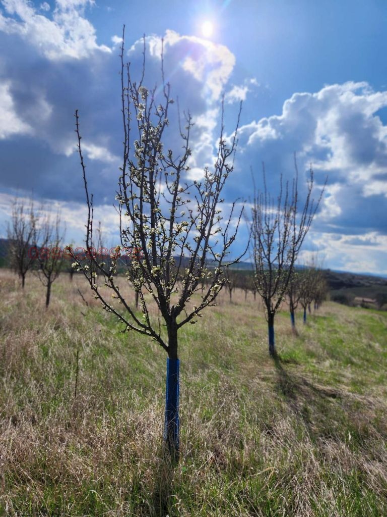 Продава  Земеделска земя област Перник , с. Дивотино , 3.9 дка | 67140493 - изображение [2]