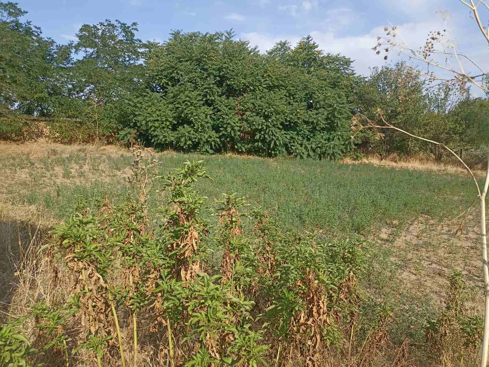 Продава ПАРЦЕЛ, с. Чоба, област Пловдив, снимка 3 - Парцели - 53986117