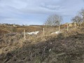 Продава ПАРЦЕЛ, с. Черна, област Добрич, снимка 5