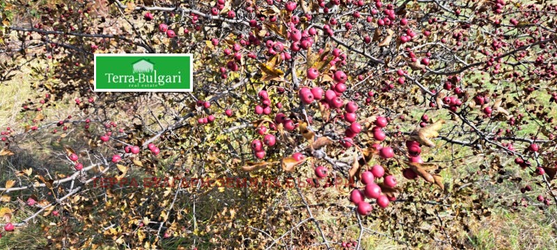 Продава ПАРЦЕЛ, гр. Перник, Кошаревска махала, снимка 8 - Парцели - 52101414