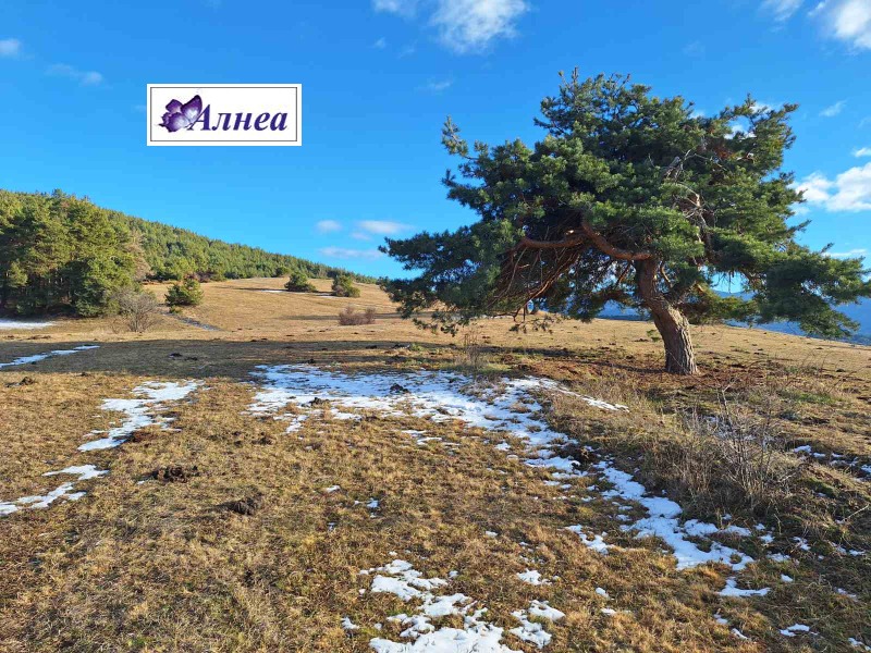 Продава ПАРЦЕЛ, яз. Батак, област Пазарджик, снимка 9 - Парцели - 52196055