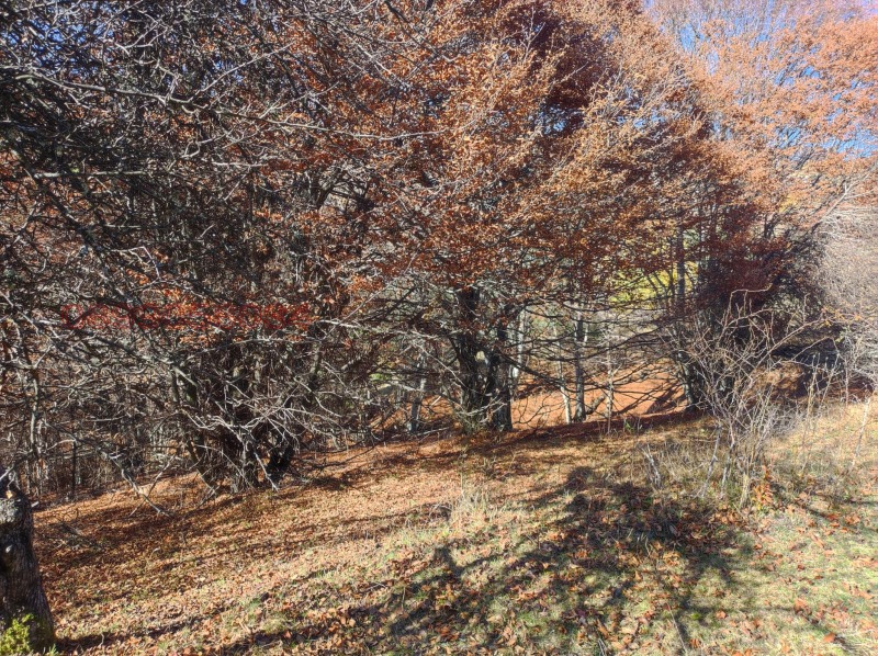 Продава ПАРЦЕЛ, с. Богослов, област Кюстендил, снимка 8 - Парцели - 52782493