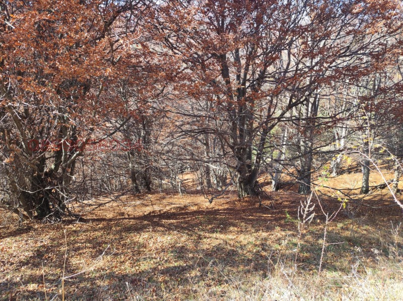 Продава ПАРЦЕЛ, с. Богослов, област Кюстендил, снимка 6 - Парцели - 52782493