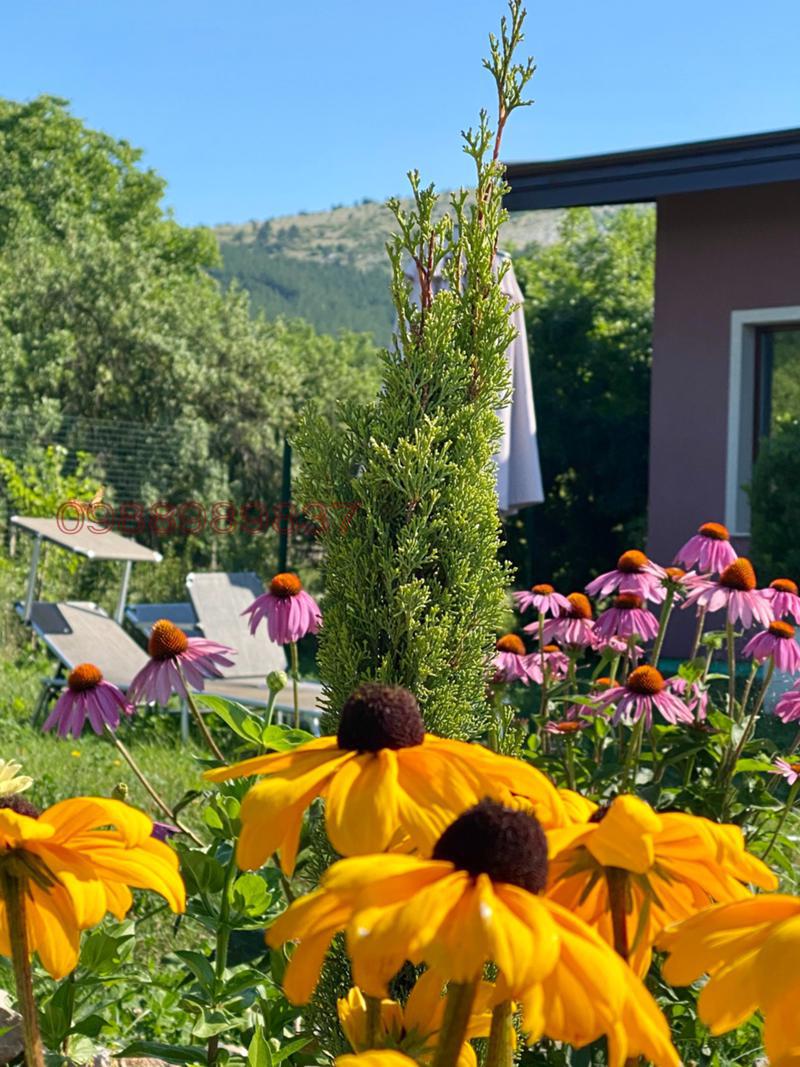 Продава КЪЩА, гр. Драгоман, област София област, снимка 13 - Къщи - 53822633