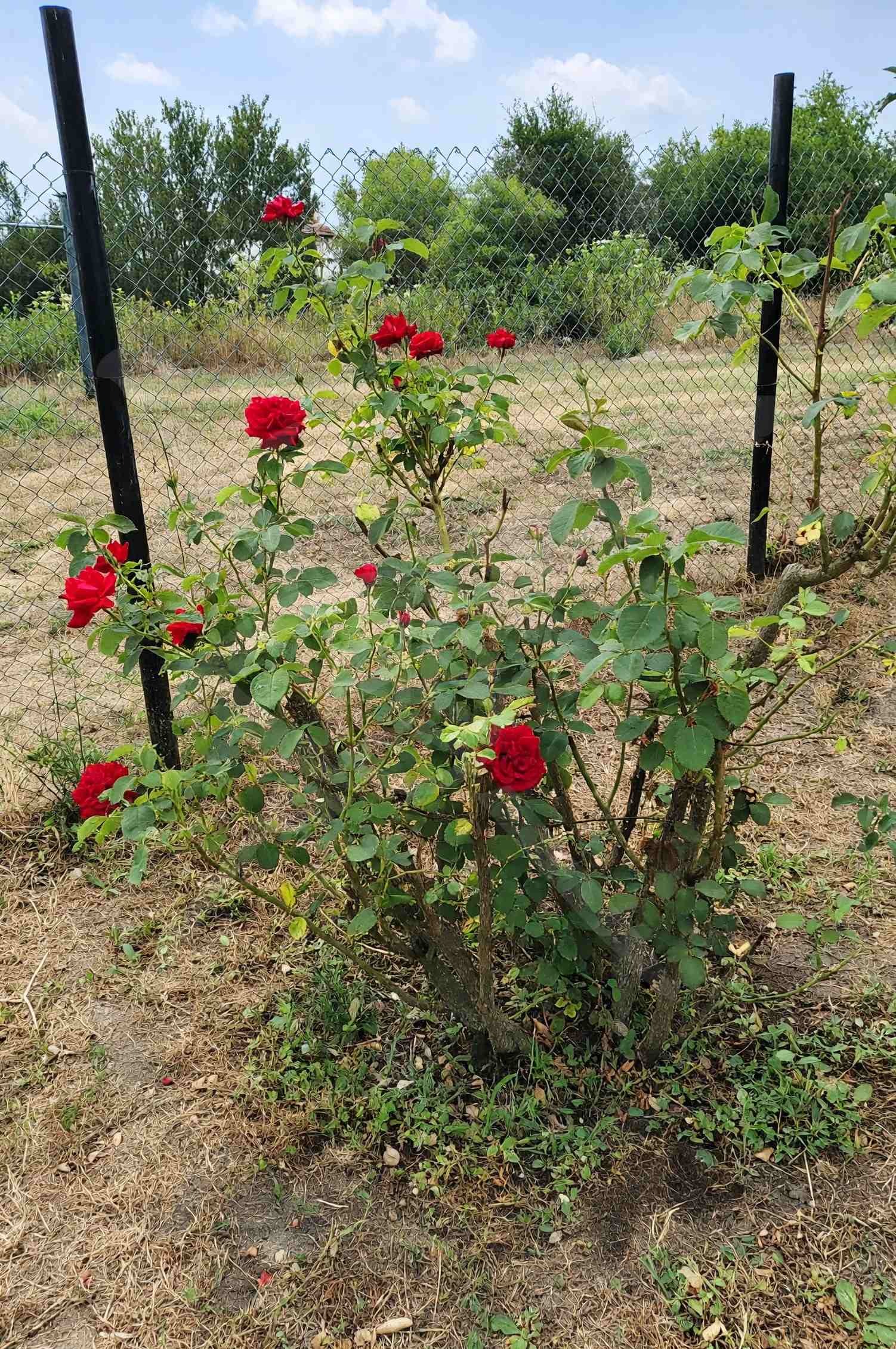 Продава КЪЩА, с. Граничар, област Бургас, снимка 5 - Къщи - 55009695