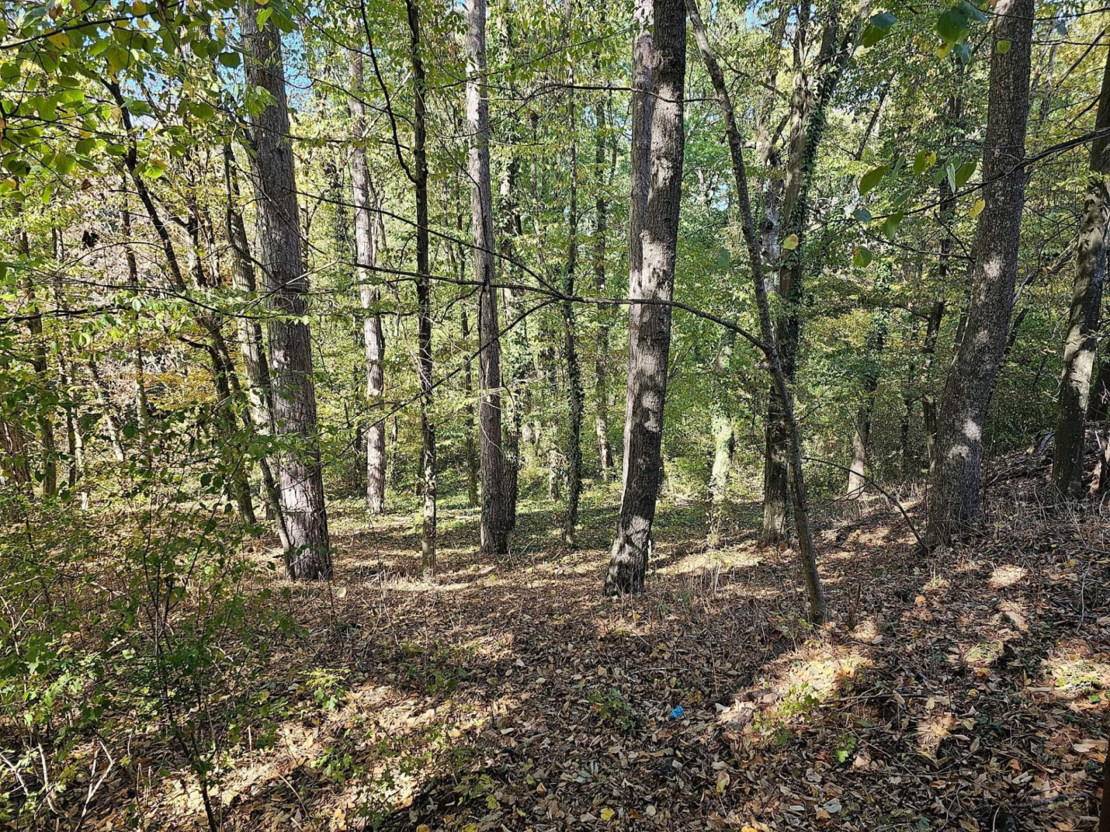 Продава ХОТЕЛ, гр. Долни чифлик, област Варна, снимка 2 - Хотели - 53495527