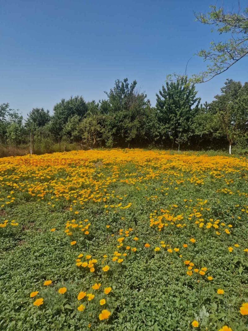 Продава ПАРЦЕЛ, гр. Балчик, област Добрич