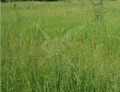 Продава ПАРЦЕЛ, област Пловдив, с. Царацово • 243978 € • 11250537 — Holmes.bg
