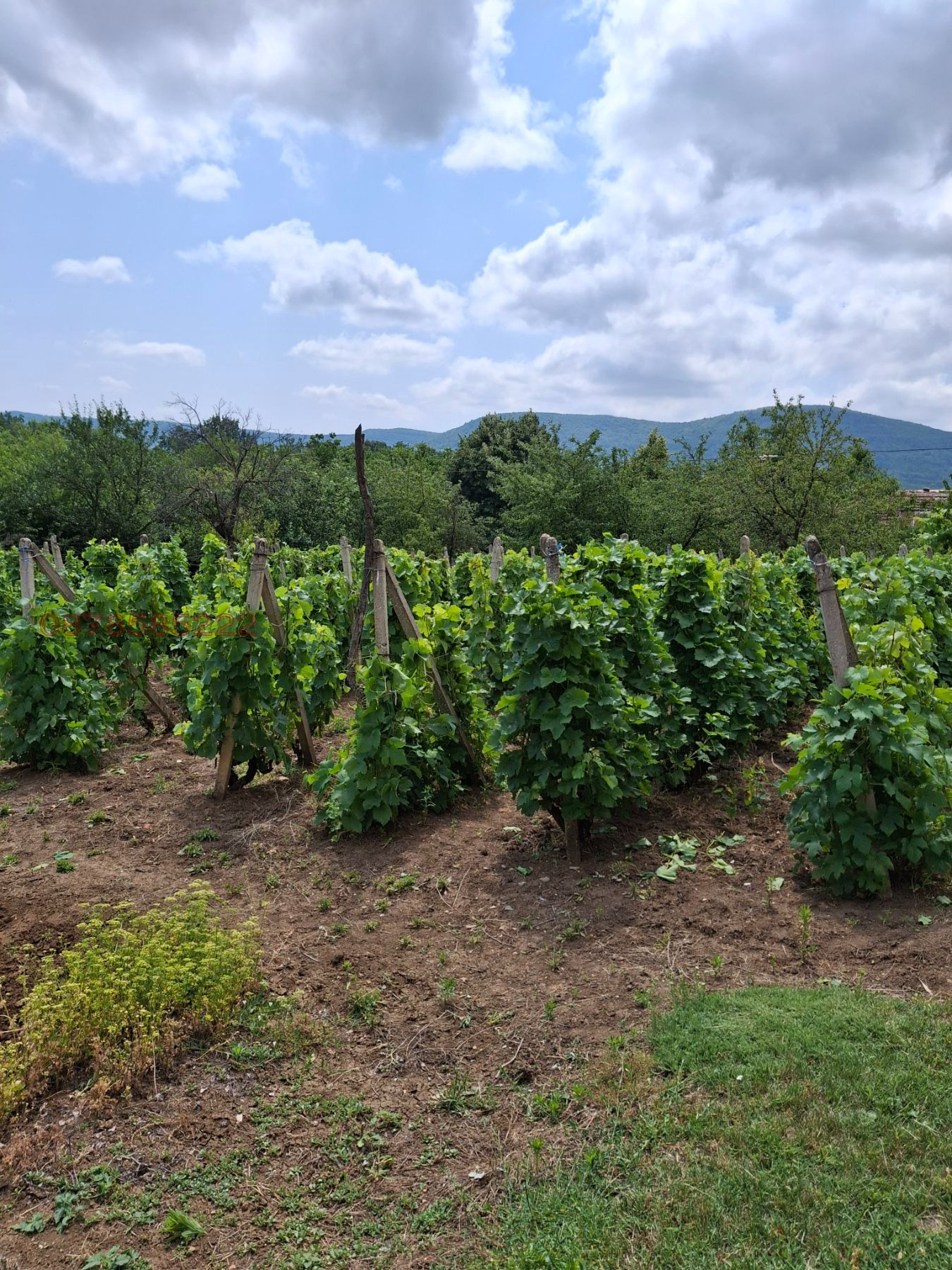 Продава КЪЩА, с. Тишевица, област Враца, снимка 8 - Къщи - 54361245