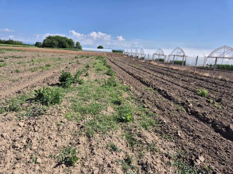 Продаја  Плот регион Пазарџик , Ивајло , 1067 м2 | 52483474