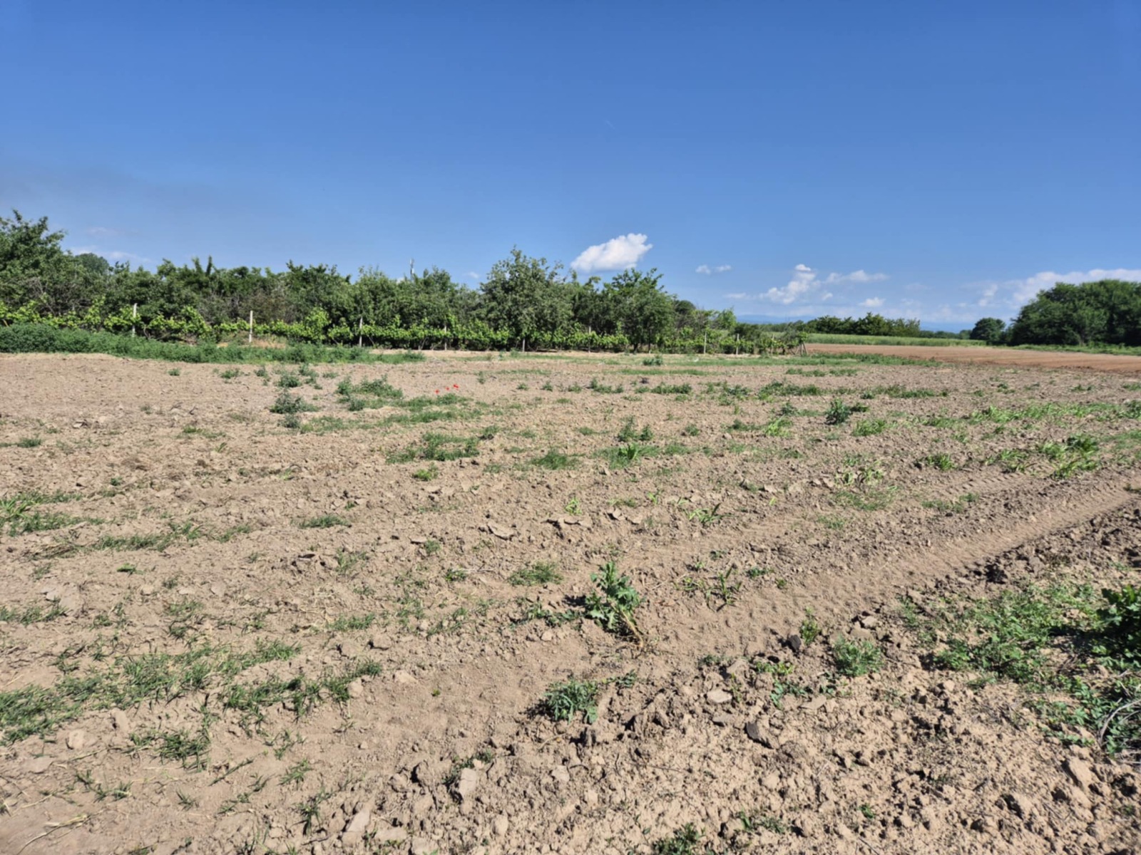 Продава ПАРЦЕЛ, с. Ивайло, област Пазарджик, снимка 2 - Парцели - 50534700