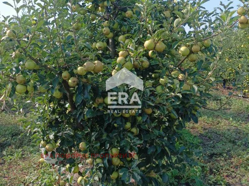 For Sale  Plot region Burgas , Aheloy , 4000 sq.m | 12329275 - image [3]