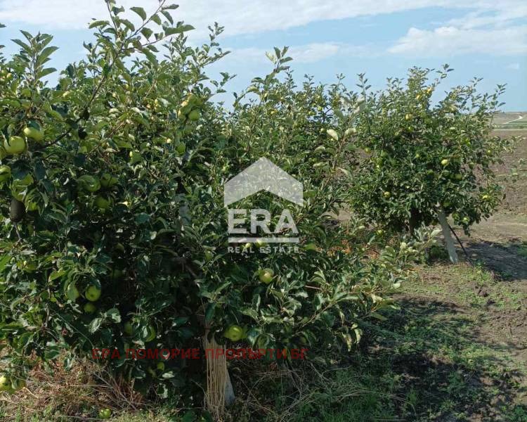 For Sale  Plot region Burgas , Aheloy , 4000 sq.m | 12329275 - image [2]