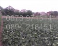 Продава ПАРЦЕЛ, област Пловдив, с. Маноле • 56500 € • 24127523 — Holmes.bg