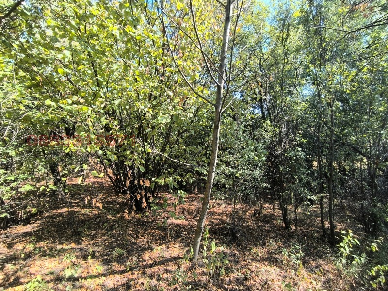 Продава ЗЕМЕДЕЛСКА ЗЕМЯ, с. Тияновци, област Видин, снимка 3 - Земеделска земя - 52781947