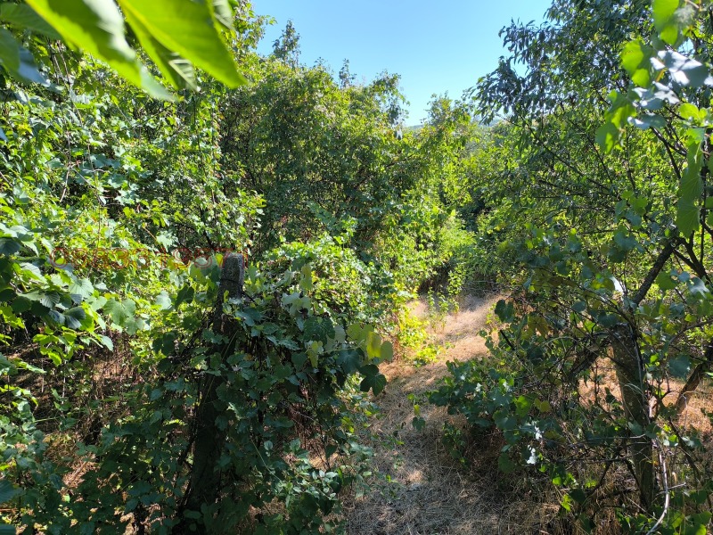 Продава ЗЕМЕДЕЛСКА ЗЕМЯ, с. Тияновци, област Видин, снимка 2 - Земеделска земя - 52781947