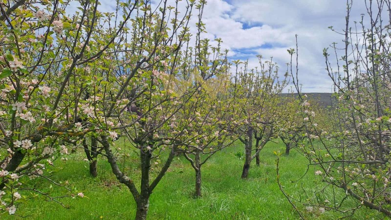 Продава ПАРЦЕЛ, с. Кривини, област Варна, снимка 12 - Парцели - 53199966