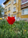 Продава 3-СТАЕН, гр. Долна Митрополия, област Плевен, снимка 6