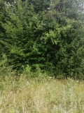 Продава ПАРЦЕЛ, област Ловеч, с. Сопот • 15000 € • 51777369 — Holmes.bg