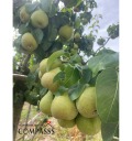 Продава КЪЩА, с. Сноп, област Добрич, снимка 13