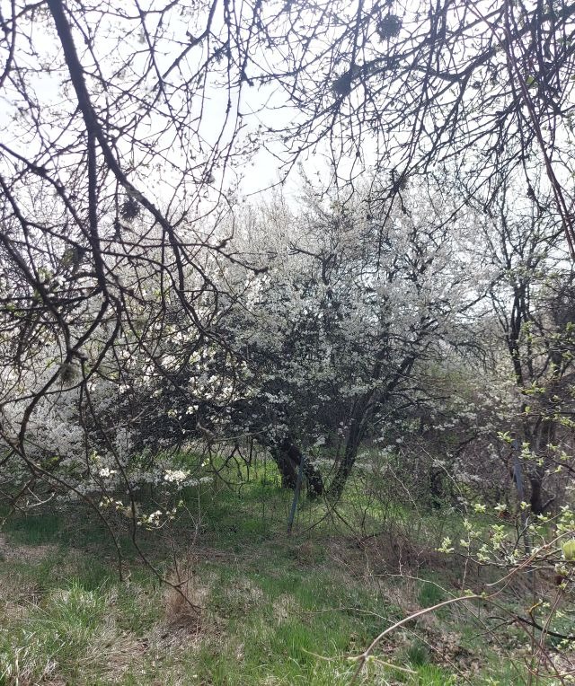 Продава ПАРЦЕЛ | Imot.bg — изображение 2