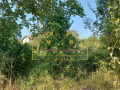 Продава ПАРЦЕЛ, град Русе, в.з. Русофили • 4999 € • 97682565 — Holmes.bg